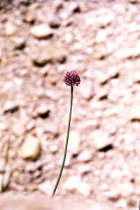 Mediterranean landscape photograph capturing light, silence and coastal atmosphere. From the series ‘Mediterranean’ by Balša Gobović.