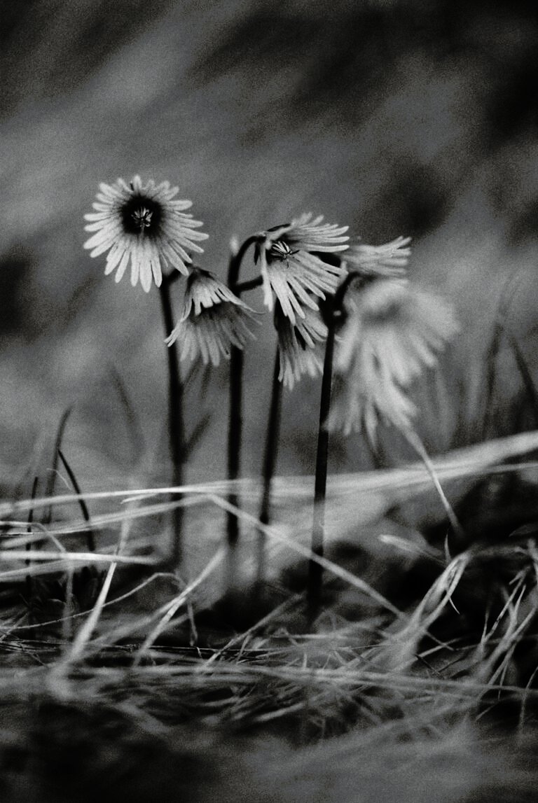 BalsaMarijana_Foma200_preview_No023