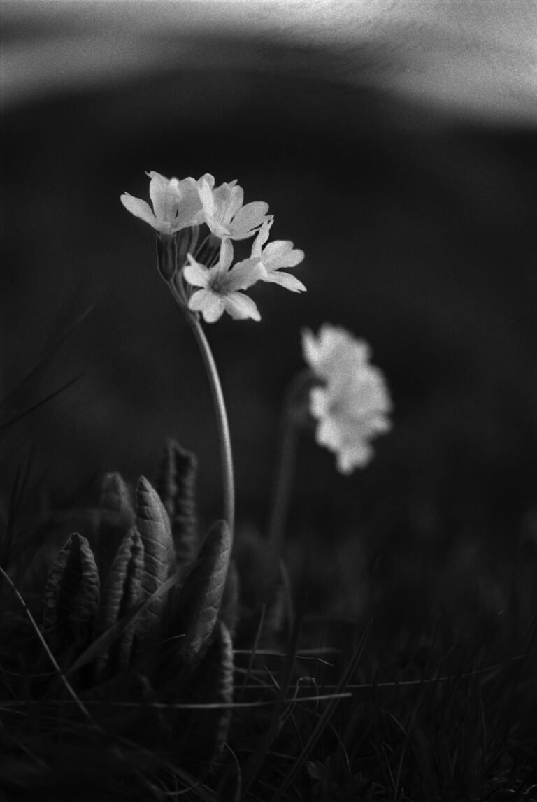 BalsaMarijana_Foma200_preview_No025 (2)