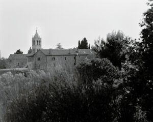Fine art photograph of Mediterranean wildflowers in soft natural light, exploring impermanence and quiet transformation. From the series ‘Ephemeral Bloom’ by Balša Gobović.