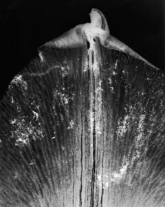 Essentials_Photogram_Petals