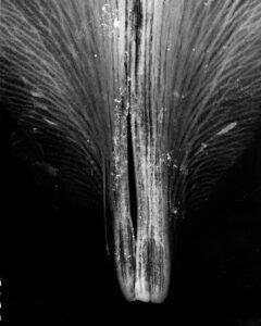 Essentials_Photogram_Petals