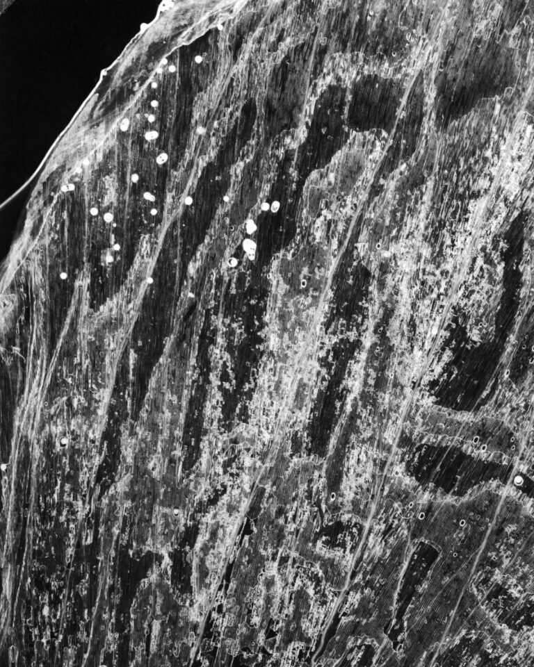 Essentials_Photogram_Petals