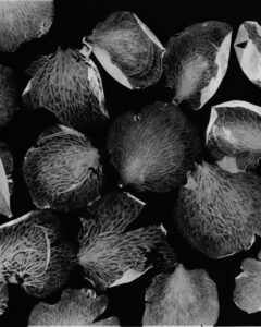 Essentials_Photogram_Petals