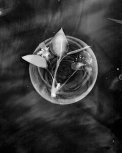 Essentials_Photogram