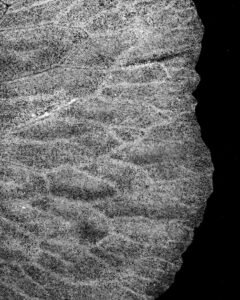 Essentials_Photogram_Petals