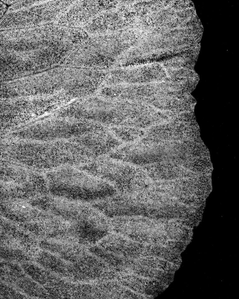 Essentials_Photogram_Petals