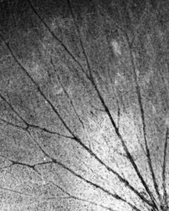 Essentials_Photogram_Petals