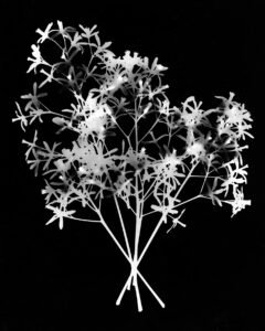Essentials_Photogram_Petals