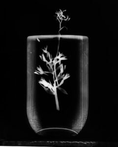 Essentials_Photogram