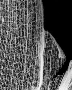 Essentials_Photogram_Petals
