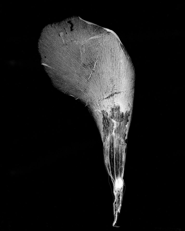 Essentials_Photogram_Petals
