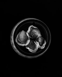 Essentials_Photogram