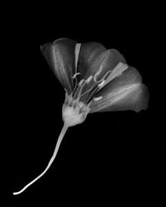 Essentials_Photogram_Petals