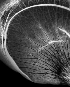 Essentials_Photogram_Petals