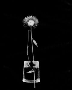 Essentials_Photogram