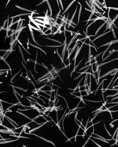 Essentials_Photogram_Petals