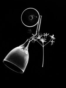 Essentials_Photogram