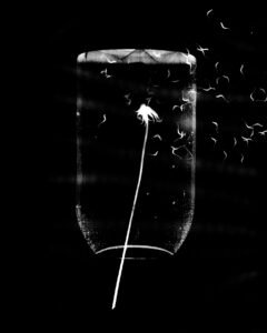 Essentials_Photogram
